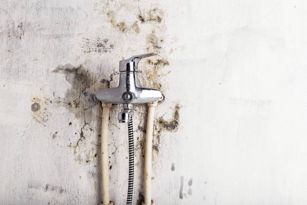  West Columbia, TX Mold Removal Pros