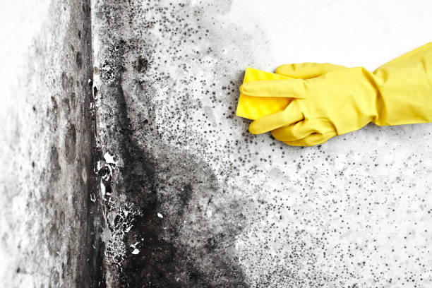 Best Black Mold Removal  in West Columbia, TX