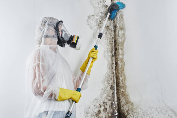 Best Mold Testing  in West Columbia, TX