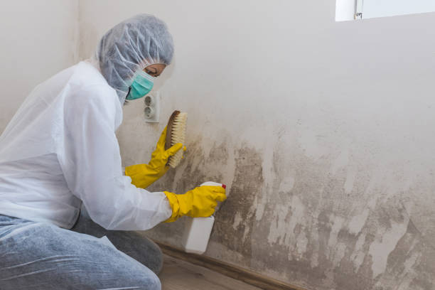 Best Certified Mold Removal  in West Columbia, TX