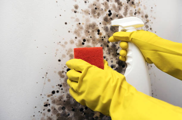 Best Local Mold Removal Service  in West Columbia, TX