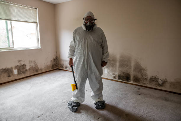 Best Same-Day Mold Removal  in West Columbia, TX