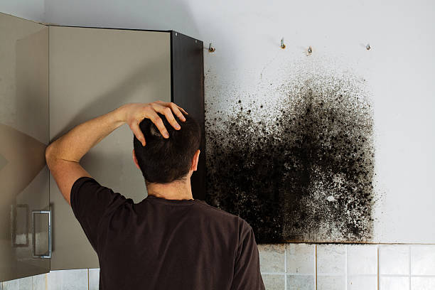 Home Mold Removal in West Columbia, TX