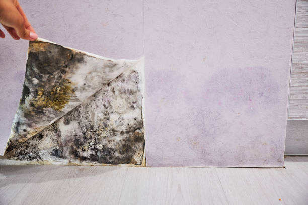 Best Fast Mold Removal  in West Columbia, TX